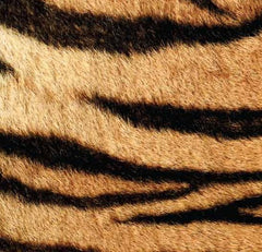 Der Tiger
